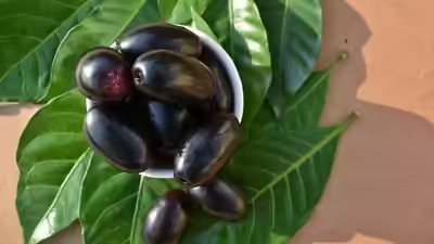 Jamun Health