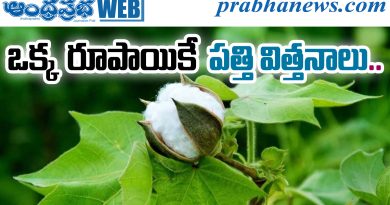 Cotton Seeds