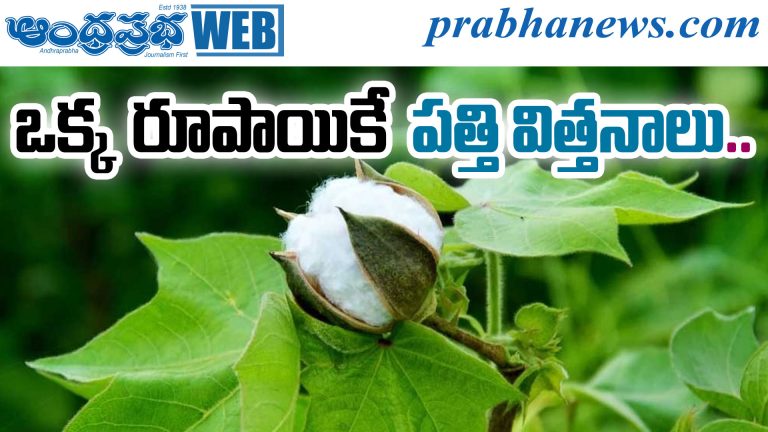 Cotton Seeds