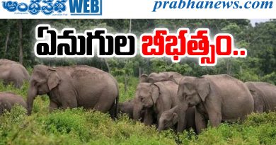 Elephant Attack