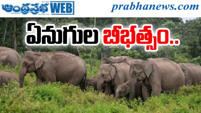 Elephant Attack