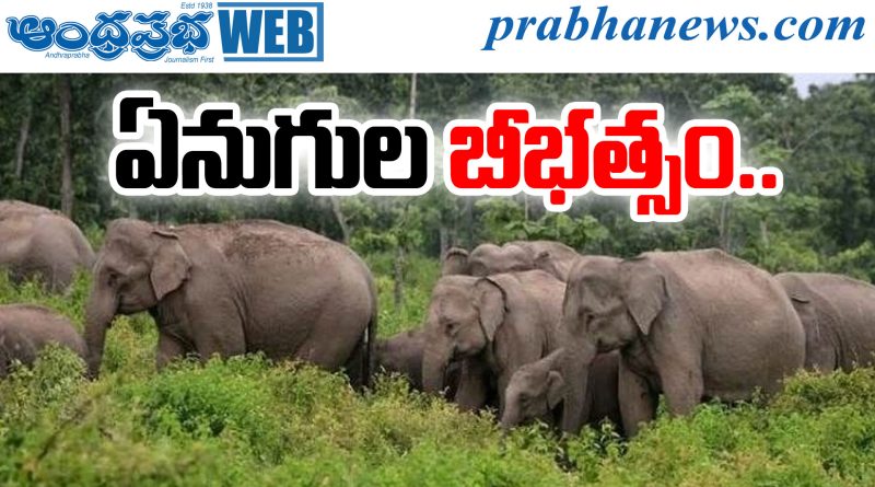 Elephant Attack