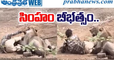 Gir Lion Attack