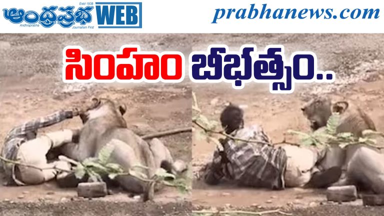 Gir Lion Attack