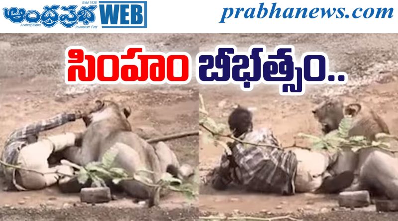Gir Lion Attack