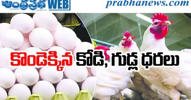 Chicken Prices