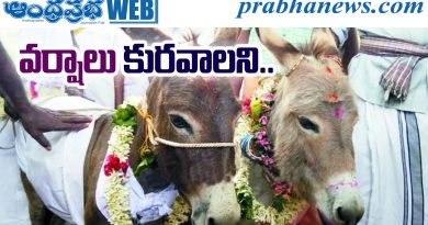Donkey Wedding