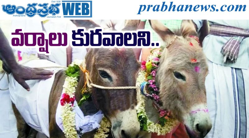 Donkey Wedding